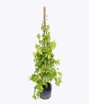 Cây trang leo bầu đất